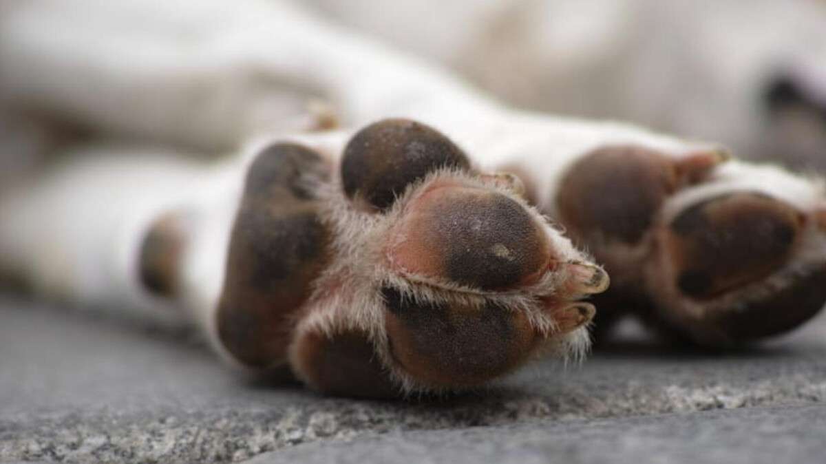 Жестокое убийство собаки в Днепре