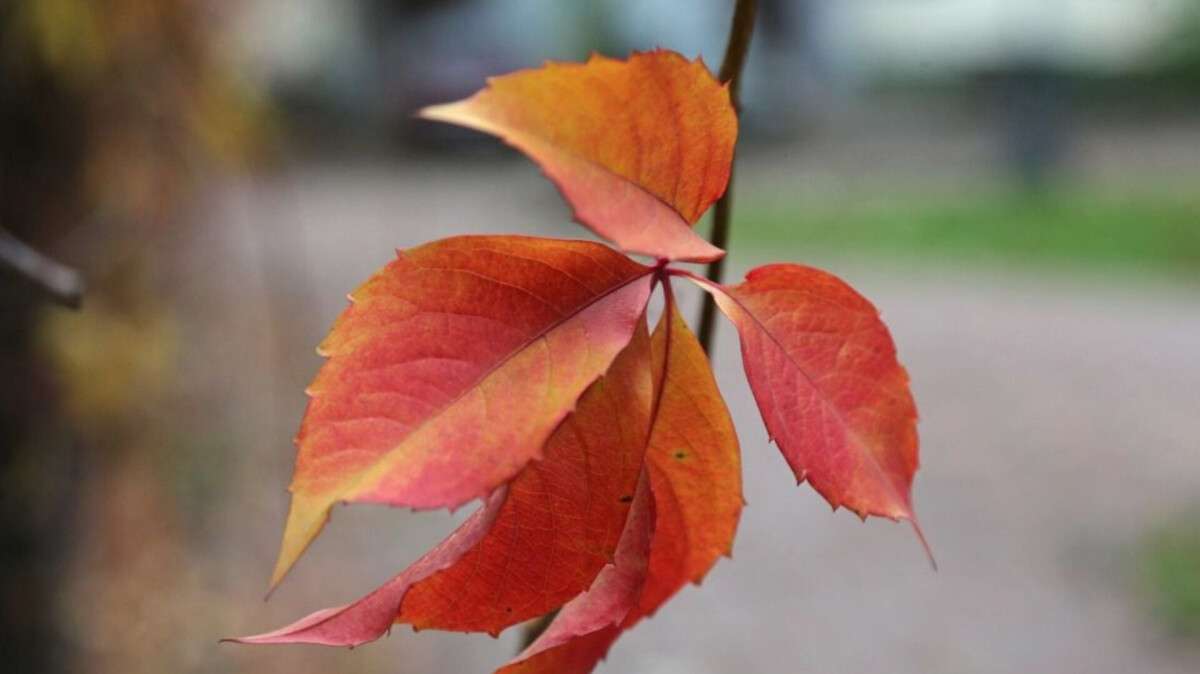 Погода у Дніпрі осінь