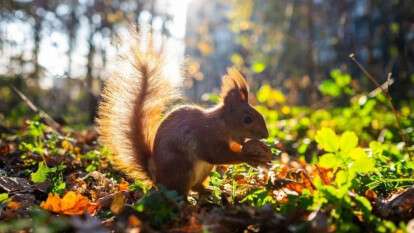 Погода в Дніпрі вересень
