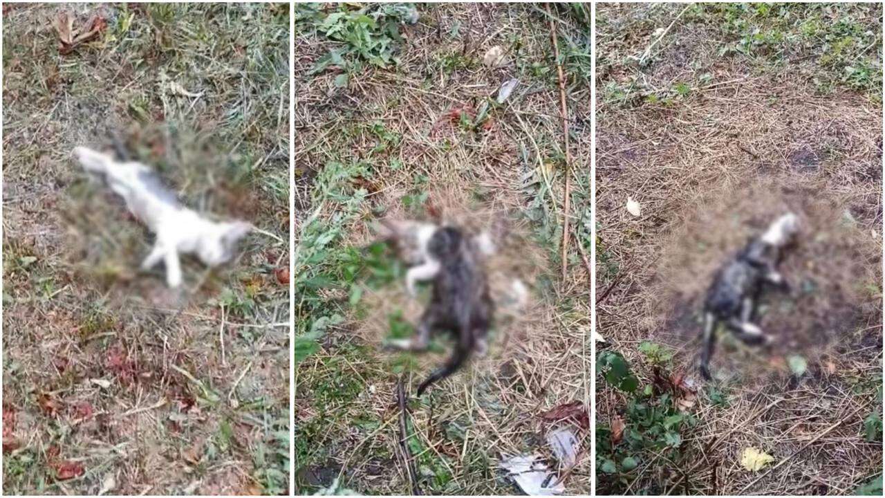 Убили котят в Царичанке