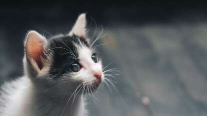 Убили котят в Царичанке