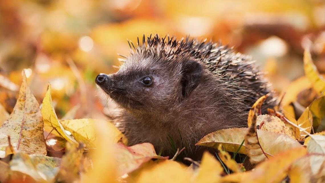 Погода в Днепре октябрь