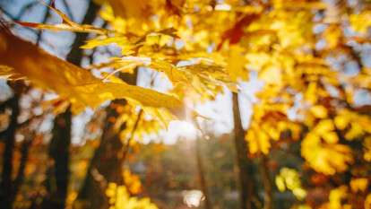 Погода в Днепре осень