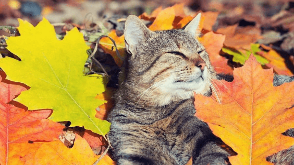 Погода в Днепре октбярь