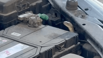 Змея под капотом