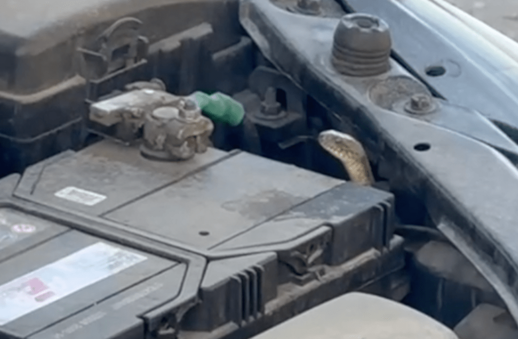 Змія під капотом