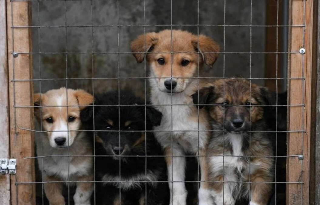 Спасение животных