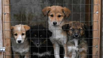 Спасение животных