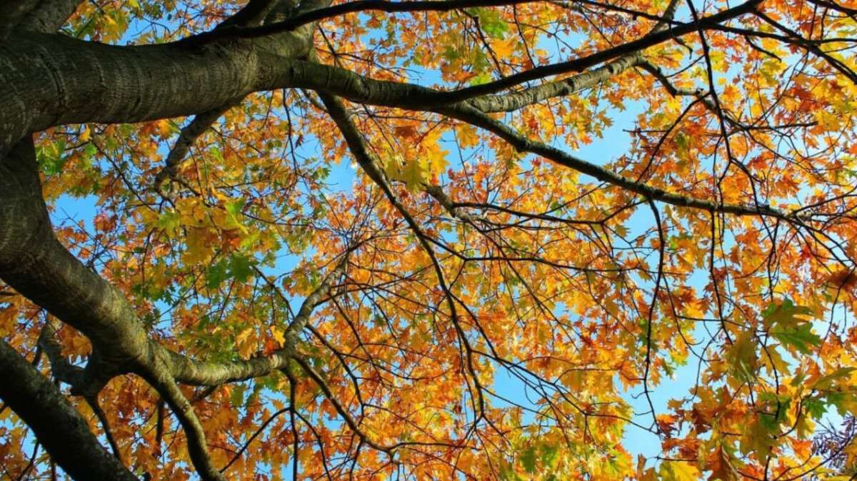 Погода у Дніпрі осінь