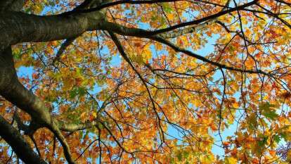 Погода в Днепре осень