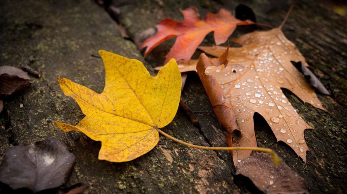 Погода в Днепре октябрь