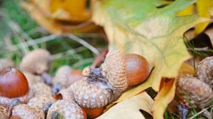 Погода в Днепре осень