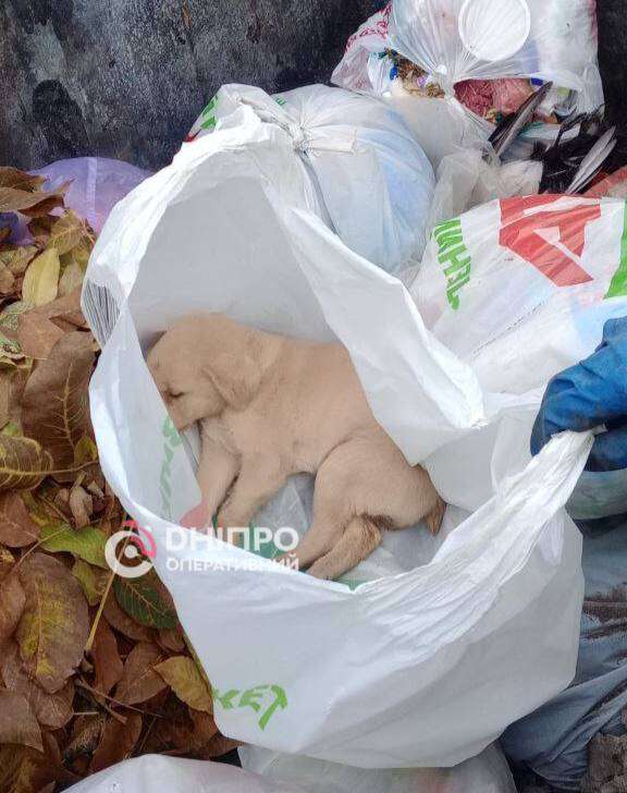 Знайшли у сміттєвому баку ледь живе цуценя в АНД район