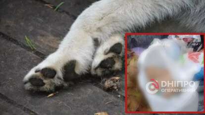 Знайшли у сміттєвому баку ледь живе цуценя в АНД район