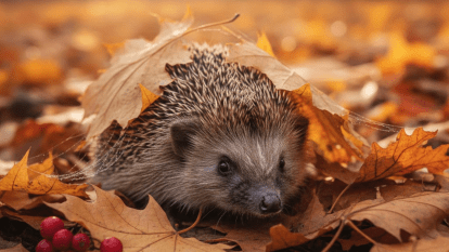 Погода в Дніпрі жовтень
