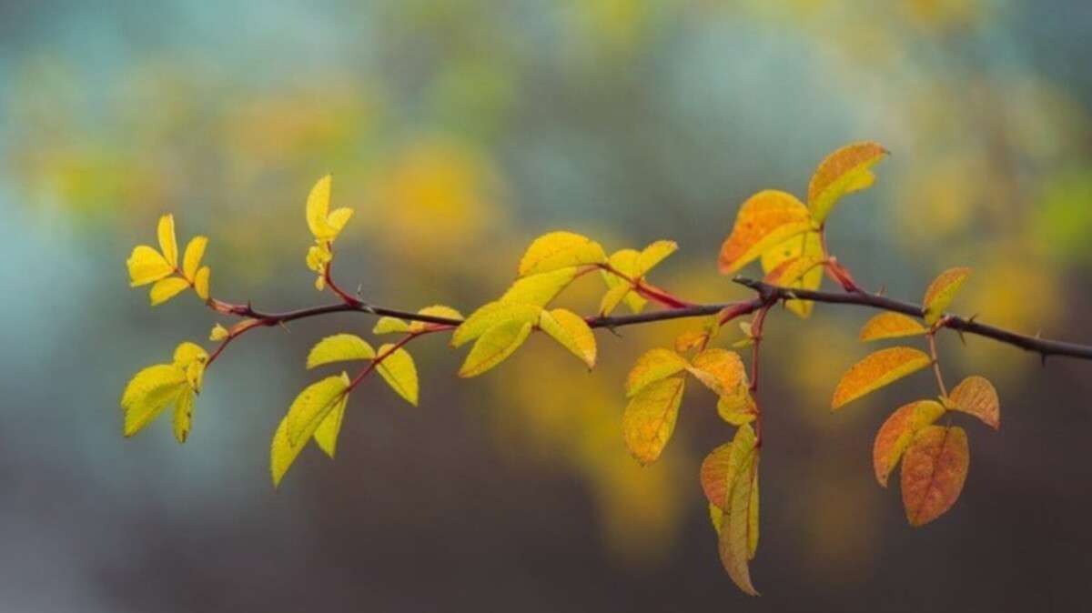 Погода в Днепре осень