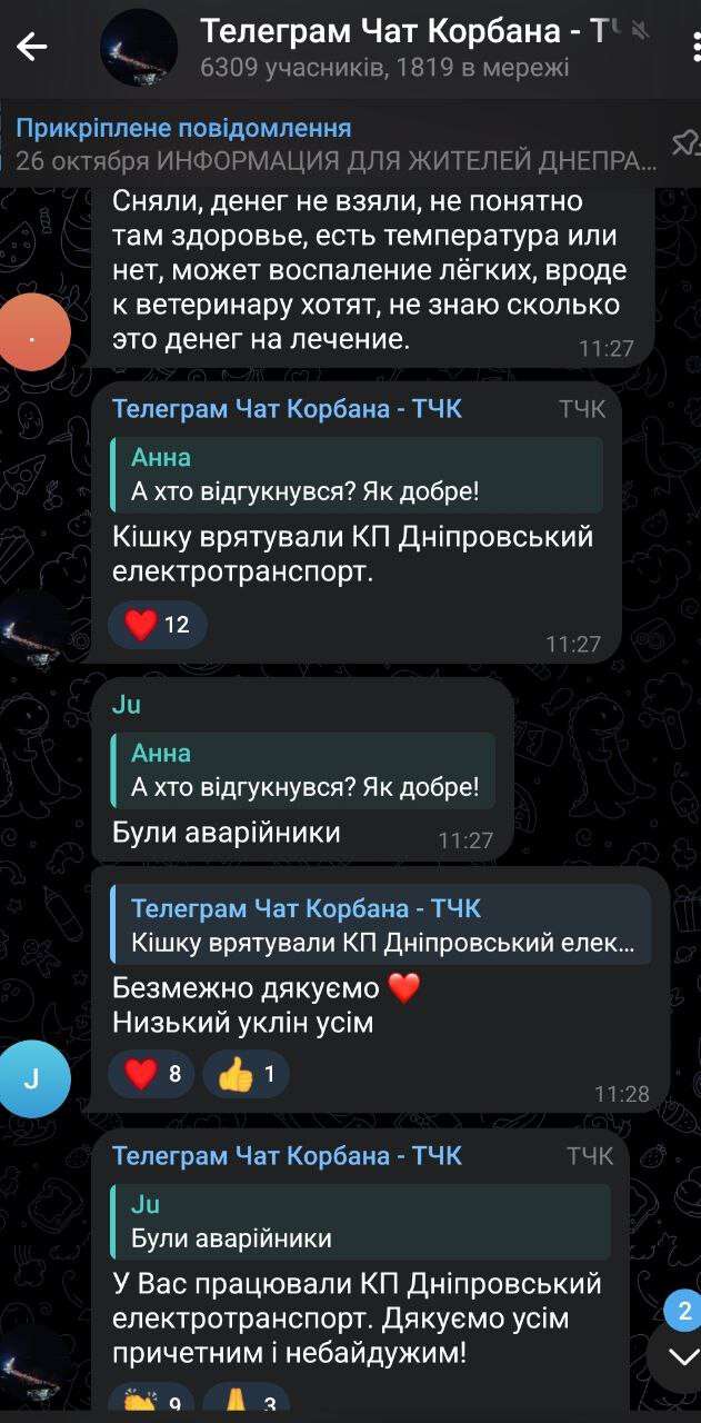 Врятували кота, який провів на дереві понад добу, в АНД районі