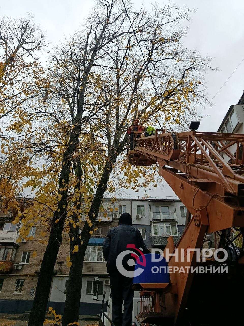 Врятували кота, який провів на дереві понад добу, в АНД районі