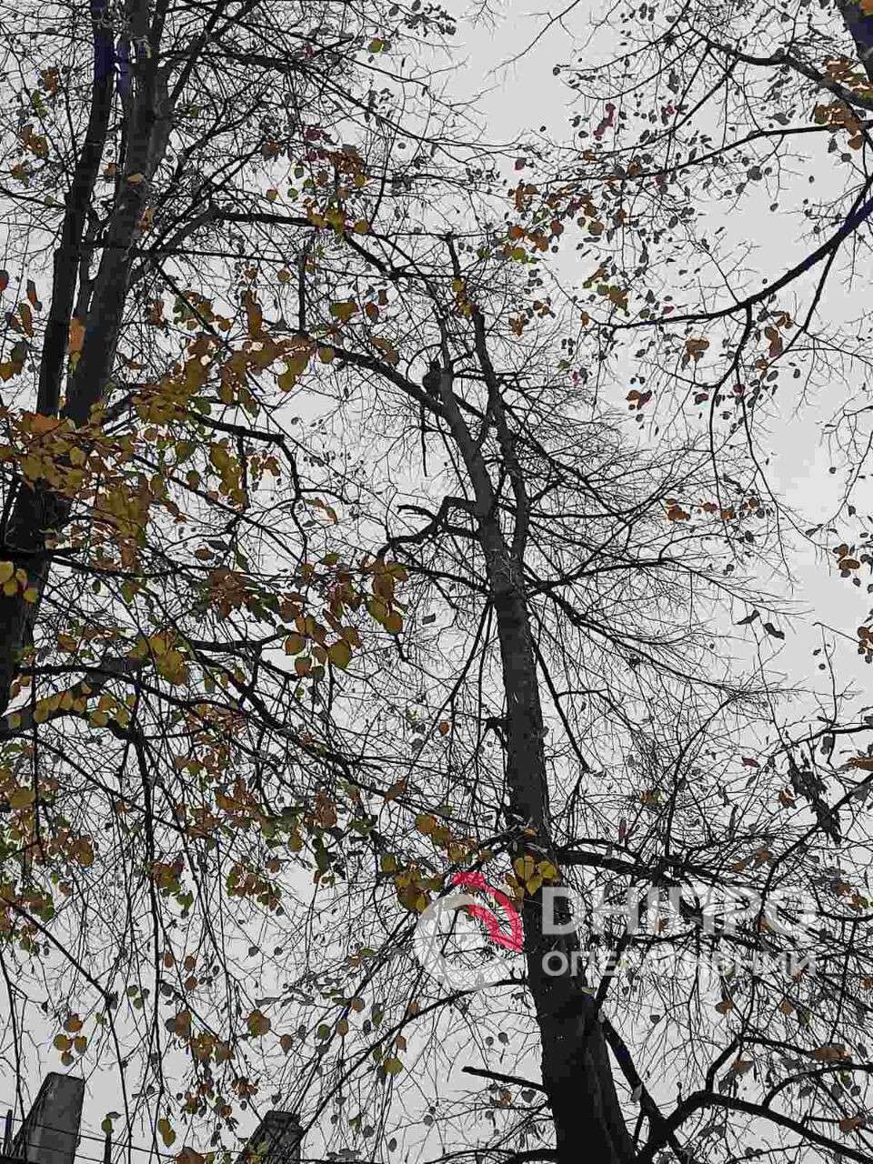 Врятували кота, який провів на дереві понад добу, в АНД районі