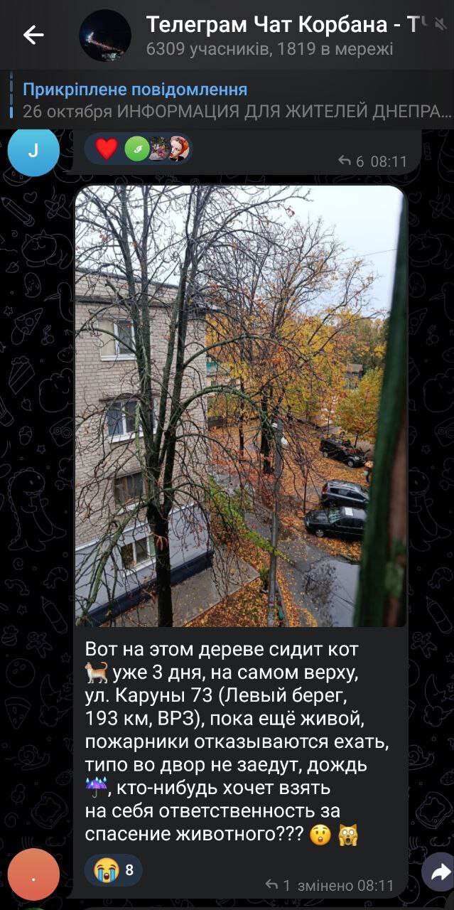 Спасли кота, который провел на дереве более суток, в АНД районе