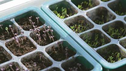 Касети для розсади