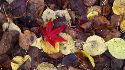 Погода в Днепре ноябрь