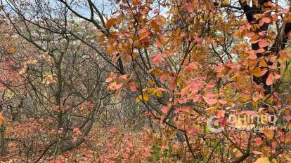 Погода у Дніпрі осінь