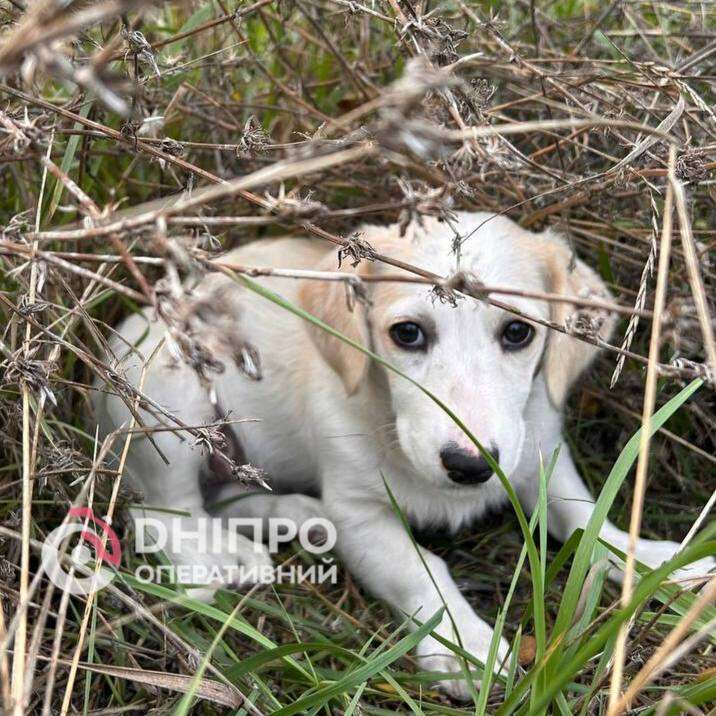 Викинули цуценя в Дніпрі