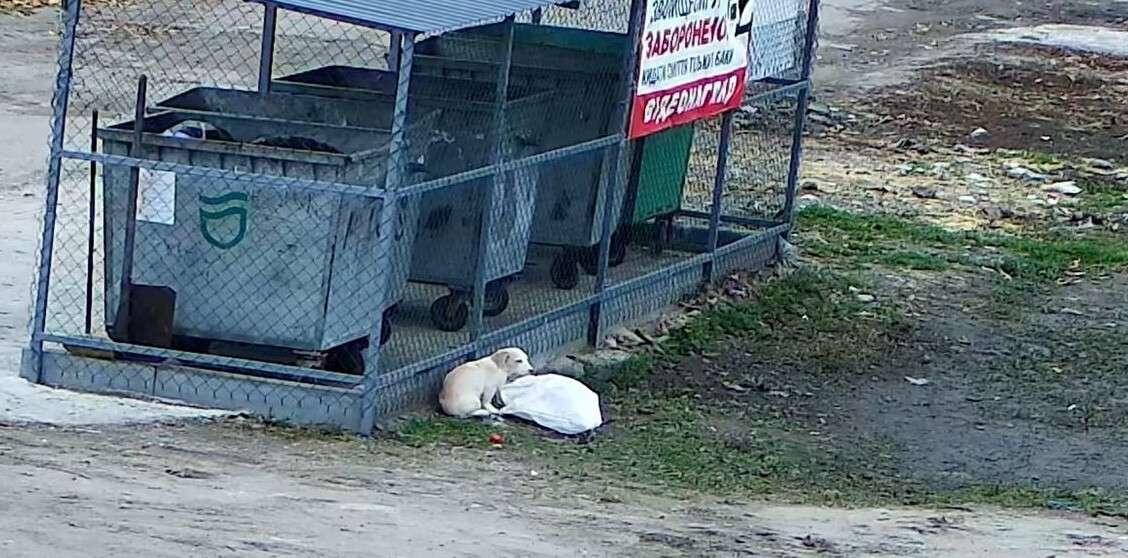 Выбросили щенка в Днепре
