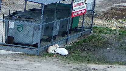 Викинули цуценя в Дніпрі