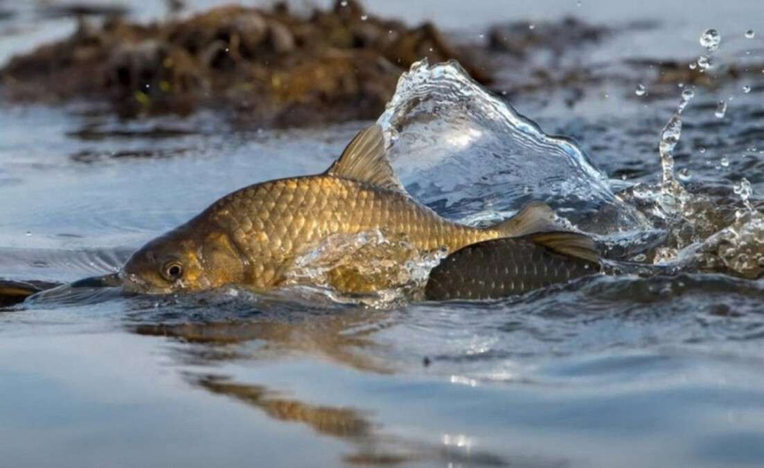 Незаконний вилов риби