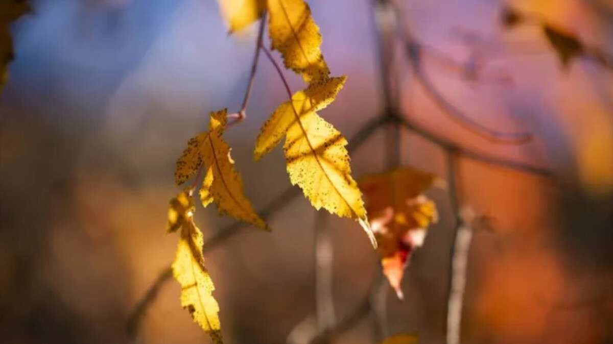 Погода в Днепре ноября