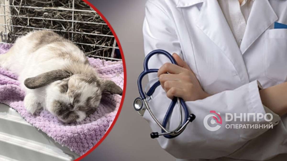 Ветклиника "Колибри" - в центре обсуждений: профессиональная халатность или несчастные случаи