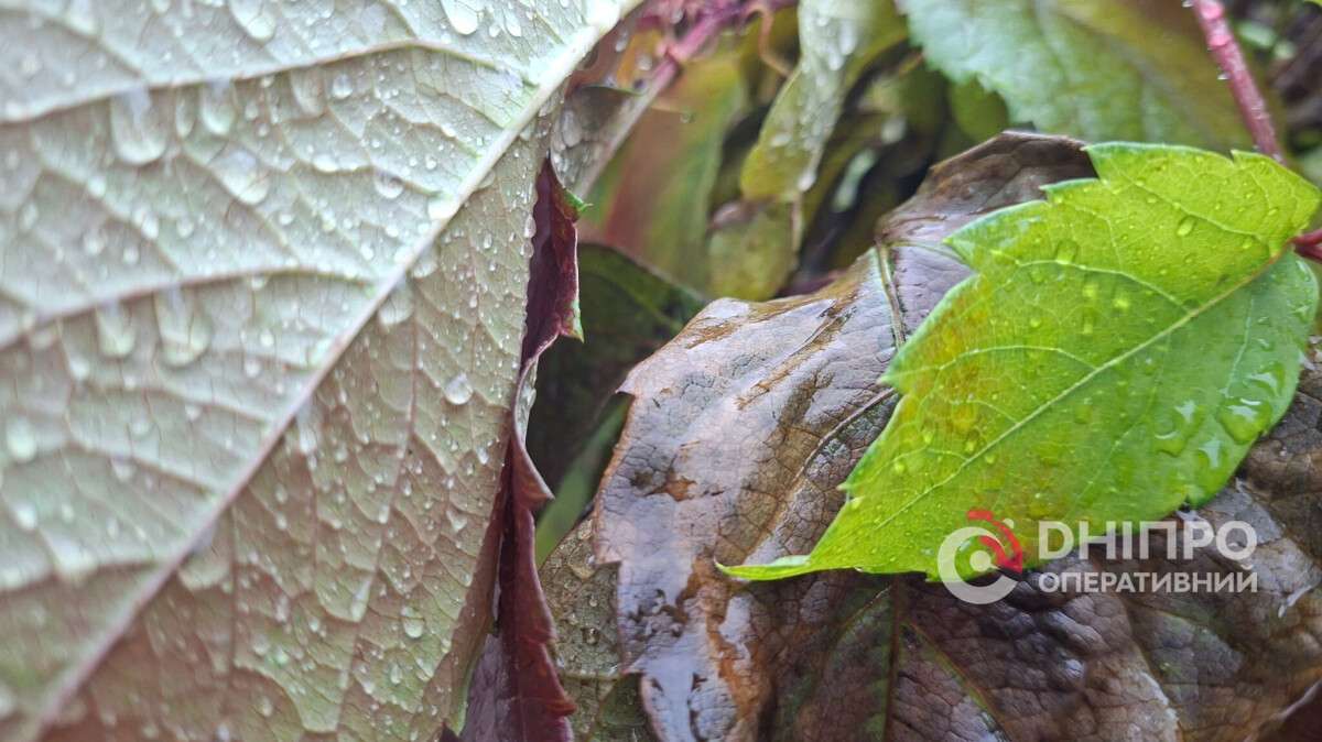 Погода у Дніпрі дощ