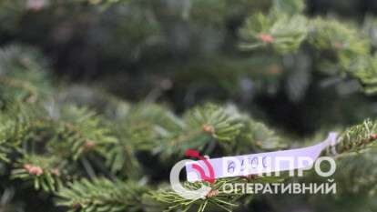 Ялинкові базари у Дніпрі 2025