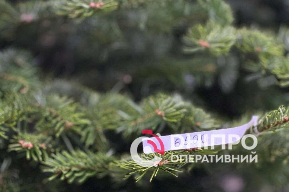 Елочные базары в Днепре 2025