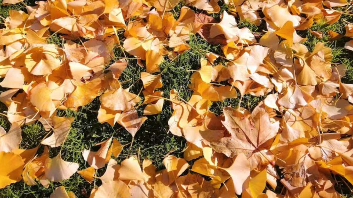 Погода у Дніпрі листопад