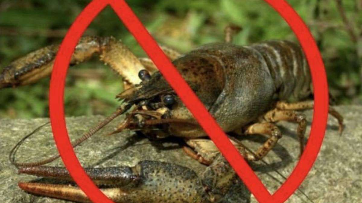 Ловить раков запрещено