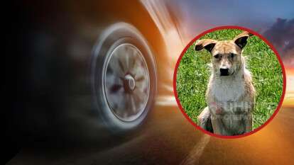 Вбив тварину та втік: містяни шукають водія-втікача