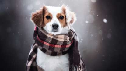 Погода в Днепре декабрь