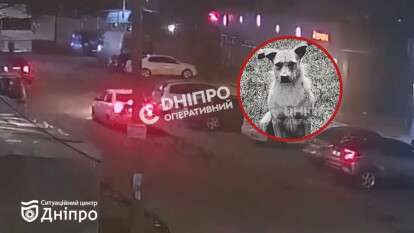 Вбив тварину на ж/м Червоний Камінь та втік: з'явилося відео моменту