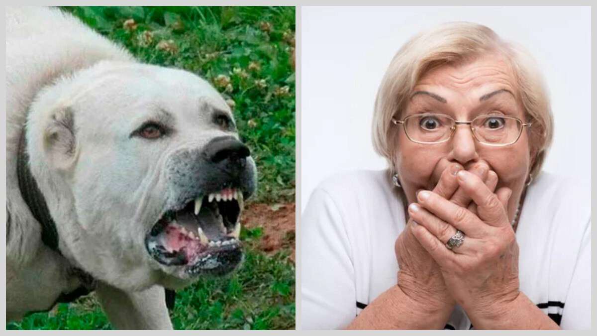 Суд на Дніпропетровщині: пенсіонерка вимагала компенсацію за те, що її покусав алабай