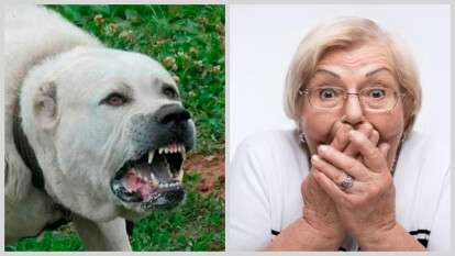 Суд в Днепропетровской области: пенсионерка требовала компенсацию за то, что ее покусал алабай