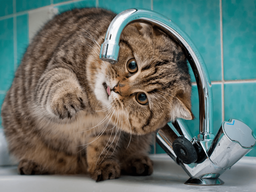 Нет воды в Днепре