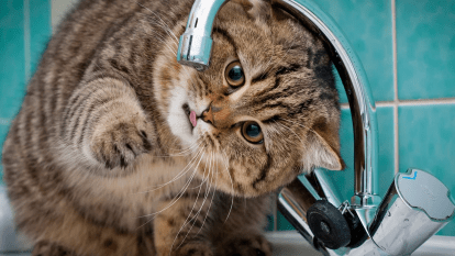 Нет воды в Днепре