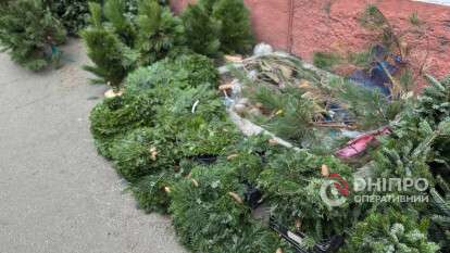 Незаконная вырубка елок