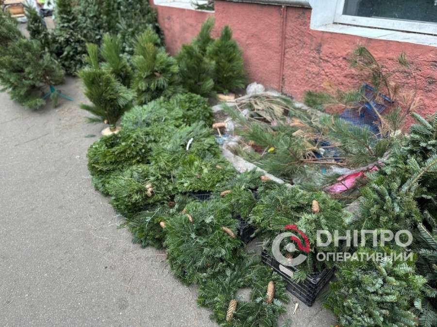 Незаконная вырубка елок