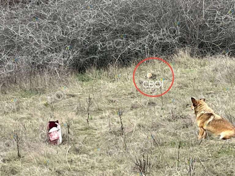 Рештки людини виявили у балці на Дніпропетровщині - що відомо