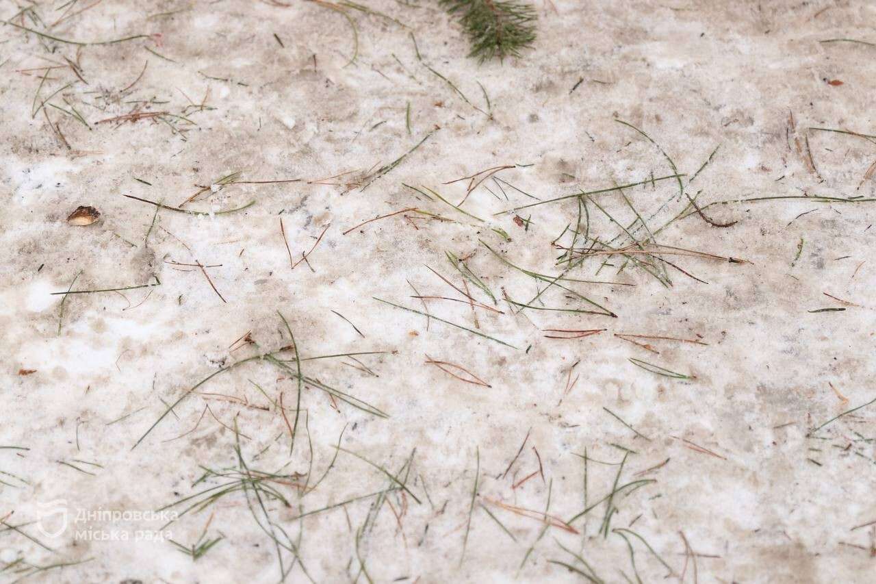 Елочные рынки завершили работу: кому из предпринимателей может грозить штраф