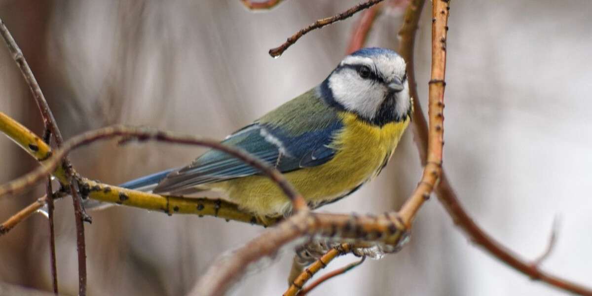 Погода в Днепре январь